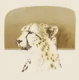 British, Cheetah , Artist s proof lithograph by Bryan Organ, lithograph, sold Aug 2021