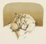 British, Tiger , Artist s proof lithograph by Bryan Organ, lithograph, sold Aug 2021
