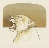 British, Lioness , Artist s proof lithograph by Bryan Organ, lithograph, sold Aug 2021