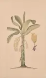 French, A pair of drawings of exotic plants including the banana tree by La Roche Lafitte, watercolour, sold Jun 2021