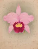 An orchid study, along with another by a different hand by J. L. MacFarlane, watercolour, sold Jun 2021
