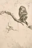 No Monkeying by Leonard Robert Brightwell, etching, sold Jun 2021