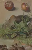Deux études de gousses et plantes sauvages by Jean Louis Ii Prevost, Aquarelle gouachée, sold Mar 2023