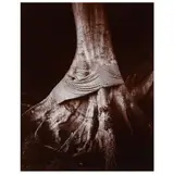 Tree Decorated with Ceremonial Cloth, Bali, Indonesia by Linda Connor, Gelatin silver print, sold Apr 2023