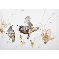 Valley Quail (Male Sunning Himself) by Bryan Wilson, 1972, oil on canvas, sold May 2025