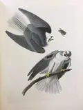 Untitled by Ornithological Illustration.- Audubon, print (other), offered Nov 2021