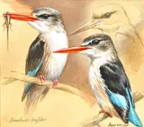 Brownhooded Kingfisher by Ingrid Weiersbye, watercolour and gouache, offered Apr 2021