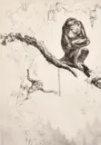 No Monkeying by Leonard Robert Brightwell, etching, sold Apr 2021