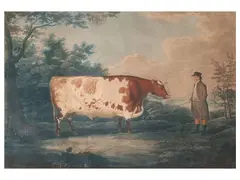 The Durham Ox by John Boultbee, stipple engraving, sold Nov 2012
