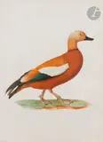 Canard orange d’Égypte , ou canard Casarca by Jacques Barraband, Aquarelle et gouache sur papier vélin, sold Mar 2023