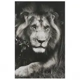 Portrait of a Lion by Tom Bossard, Digital photograph, sold Mar 2023