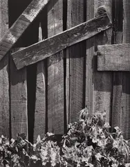 Boards and Thistles, San Francisco, California by Ansel Adams, 1932, Gelatin silver print from Portfolio VII, printed 1976, offered Oct 2026