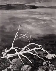 White Branches, Mono Lake, California by Ansel Adams, 1950, Gelatin silver print from Portfolio VII, printed 1976, offered Oct 2026