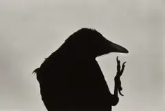 Cape Erimo from 鴉 Ravens by Masahisa Fukase, 1976, Gelatin silver print, printed 1985-1991, sold Oct 2026
