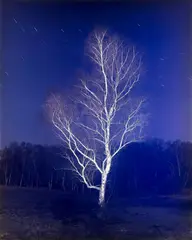 Matley Wood from The Night Watch by Shinwook Kim, 2012, Transparency in LED lightbox, sold Oct 2026