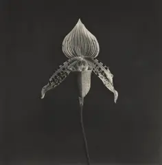 Orchid by Robert Mapplethorpe, 1987, Photogravure, sold Oct 2026