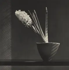 Hyacinth by Robert Mapplethorpe, 1987, Photogravure, sold Oct 2026