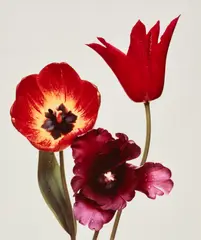 Three Tulips ‘Red Shine’, ‘Black Parrot’, ‘Gudoshnik’, New York by Irving Penn, 1967, Dye transfer print, printed 1987, sold Oct 2026