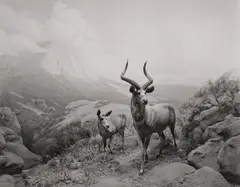 Nyala by Hiroshi Sugimoto, 1980, Gelatin silver print, offered Oct 2026