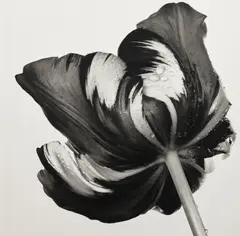 Cottage Tulip: Sorbet, New York by Irving Penn, 1967, Platinum-palladium print, printed 1987, sold Oct 2026