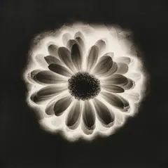 Flower by Robert Mapplethorpe, 1985, Platinum-palladium print, sold Oct 2026