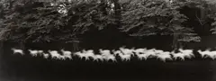 Running White Deer, County Wicklow, Ireland by Paul Caponigro, 1967, Gelatin silver print, printed 2019, sold Oct 2026