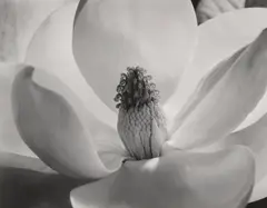 Magnolia Blossom by Imogen Cunningham, 1925, Gelatin silver print, sold Oct 2026