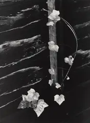 Ivy, Portland, Oregon by Minor White, 1964, Gelatin silver print, printed 1974, mounted, sold Oct 2026