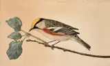 British, A pair of watercolours of birds resting on a branch by Charles Emile Heil, watercolor, sold Mar 2021