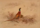 British, A study of two pheasants amongst brush by James Stinton, watercolour, sold Mar 2021