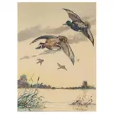 Incoming Scaup by Frank Weston Benson, Watercolor on paper, sold Mar 2023