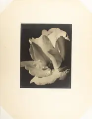 Spring Rose (Carmel) by Johan Hagemeyer, 1932, gelatin silver print, sold Jun 2025
