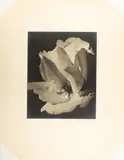 Spring Rose (Carmel) by Johan Hagemeyer, 1932, gelatin silver print, sold Jun 2025