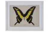 OEIL DIGITAL ARTWORK OF A KING'S SWALLOWTAIL BUTTERFLYprinted naturalistically as if torn from an old book by Evi Antonio, print (other), offered Oct 2021