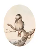 Australian, A kookaburra sitting on a gnarled stump by Neville Henry Cayley, watercolour, sold Feb 2021