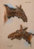 Cow Moose by Raymond John Vandenbergh, pastel on paper, offered Feb 2021