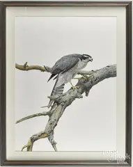 hawk by Anthony Henneberg, watercolor and gouache, offered Jul 2017