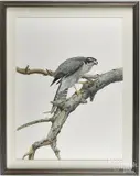 hawk by Anthony Henneberg, watercolor and gouache, offered Jul 2017