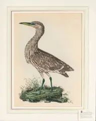 Untitled by Prideaux John Selby, engraving with color, sold Jul 2025