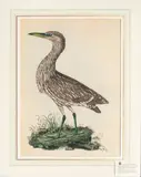 Untitled by Prideaux John Selby, engraving with color, sold Jul 2025