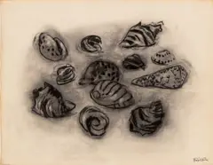 Still Life of Seashells by Manfred Schwartz, Charcoal on Paper, sold Sep 2026