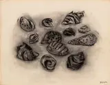 Still Life of Seashells by Manfred Schwartz, Charcoal on Paper, sold Sep 2026