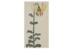 Untitled by Louisa Lady Aylesford, watercolour and bodycolour, offered Jul 2021