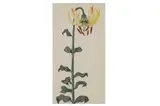 Untitled by Louisa Lady Aylesford, watercolour and bodycolour, offered Jul 2021