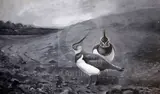 Untitled by Archibald Thorburn, watercolour and gouache, sold Dec 2019