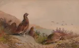 Grouse in a Highland Landscape by Archibald Thorburn, Watercolour & Pencil, sold Jan 2021