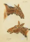 Cow Moose by Raymond John Vandenbergh, pastel on paper, sold Dec 2020