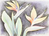 Untitled (Birds of Paradise) by Lowell Nesbitt, 1990, pastel on artists board, sold Aug 2022