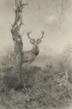 Cerf au clair de lune by Xavier de Poret, Fusain et pastel sur papier signé en bas à droite et encadré, sold Sep 2020