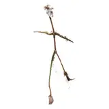 Untitled (Witch Series) by Laura Donefer, Contemporary, sold Jan 2023